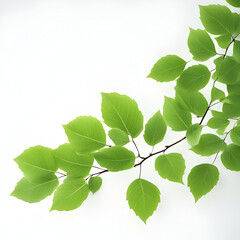 Fototapeta premium A branch with a green leaf fresh natural design aesthetic refreshing bright on white background