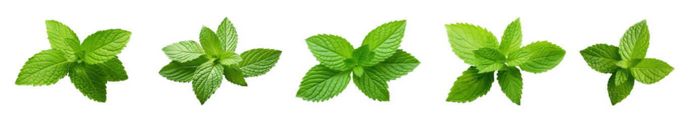 Mint leaves png element set on transparent background