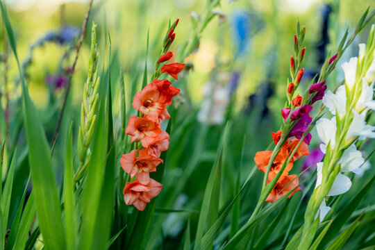 Colorful gladiolus or sword lily flowers blooming in the garden. Close-up of gladiolus flowers. Flowers blossoming in summer.