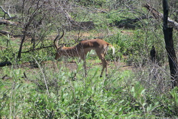 Kudu feed