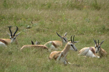 springbok being springbok