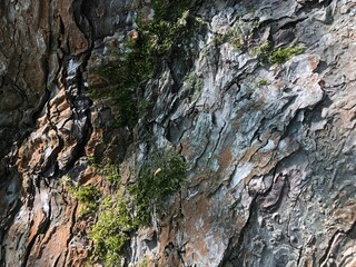 Apple tree bark close up