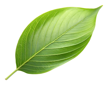Vibrant green leaf on a transparent background, ideal for design projects and presentations