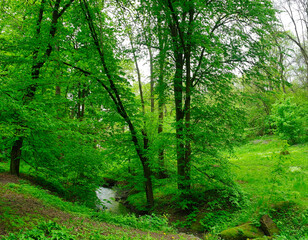 Obraz premium Green forest in the morning, spring in the park, path in the woods