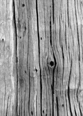Black and white bark texture wood pattern, old wood, background image