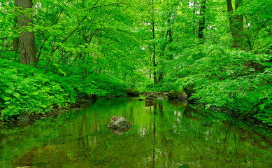 Old abandoned river or pond, a lot of green algae, swamp, environmental disaster, stream in the forest. Spring landscape