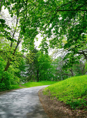 Green forest in the morning, spring in the park, path in the woods