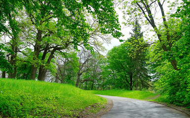 Green forest in the morning, spring in the park, path in the woods