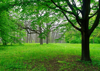 Green forest in the morning, spring in the park, path in the woods