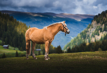 horse in the mountains