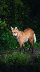 Red Vulpes