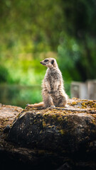 meerkat on guard