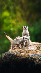 meerkat on guard duty