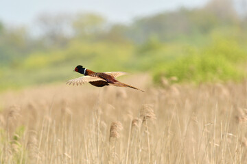 Fliegender Fasan