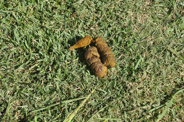 coco de cachorro na grama 