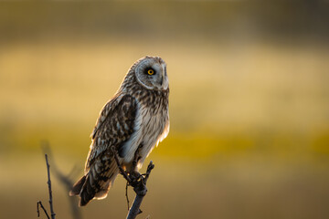 A beautiful short-eared owl in golden sunrise, looking to the right, lemon yellow eyes