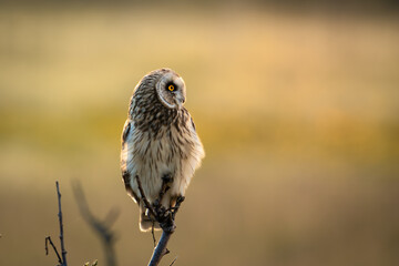 A beautiful short-eared owl (Asio flammeus) in golden sunlight, seen from the side, looking to the right