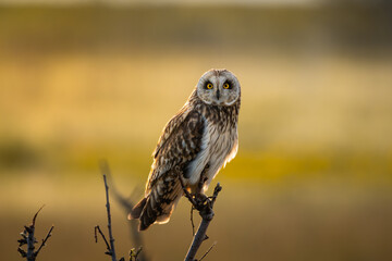 A short-eared owl (Asio flammeus) in the mezmerising golden sunrise, seen from the side looking into the camera