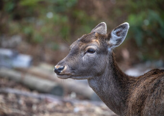 Fototapeta premium Close up of head of brown reddish female deer with beautiful eyes, long eye lashes and big ears, blurry background