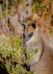 Australian kangaroo, a wallaby, stands among green bushes. Cute animal in nature. Close-up