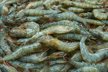 Raw Fresh Prawns Seafood on Ice Stand at Market. Close Up
