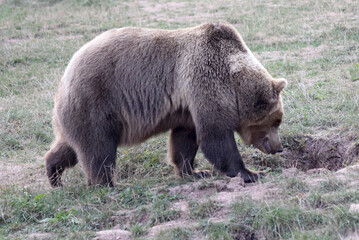 Braunb&auml;r