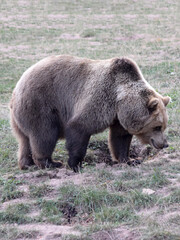 Fototapeta premium Braunbär