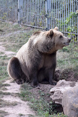 Braunb&auml;r