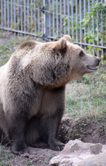 Braunbär