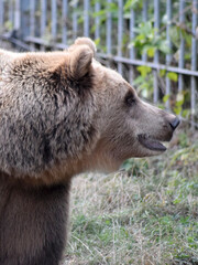 Obraz premium Braunbär