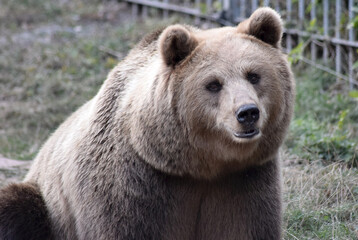 Braunbär