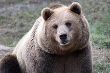 Braunbär