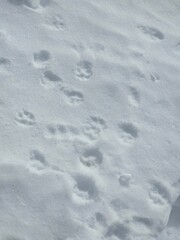 footprints in snow