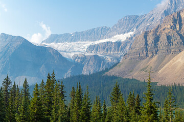 Crowfoot glacier and pine trees, Banff national park, Canada.