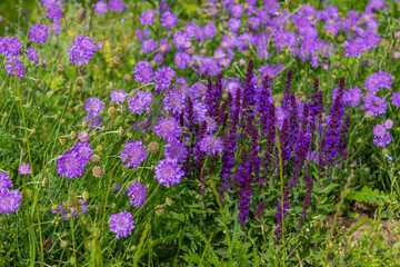 Natural purple flower and stone in the garden. Part of the flower in the garden