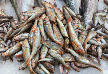 Raw Fresh Red Mullet Seafood on Ice Stand at Market. White meat fish