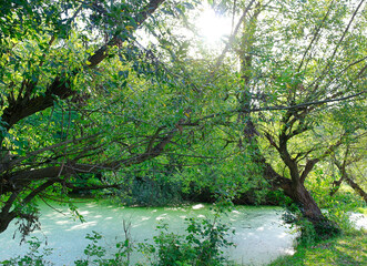 Obraz premium Old abandoned river or pond, a lot of green algae, swamp, environmental disaster, stream in the forest. Spring landscape