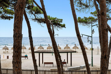 panorama between pine trunks of the maritime front