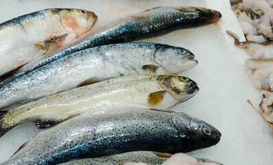 Raw Fresh Seafood on Ice Stand at Market. White meat fish. Close Up