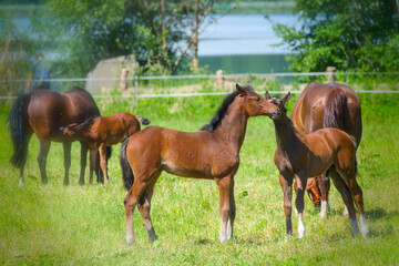 Fototapeta premium some pretty young chestnut foals are playing and running in the meadow