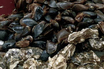 Fresh Mussels seafood on Ice Stand at Market. Close Up