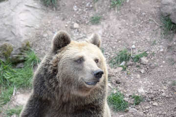 Braunbär