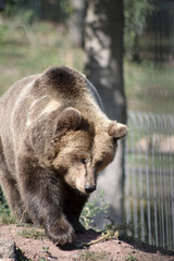 Braunbär