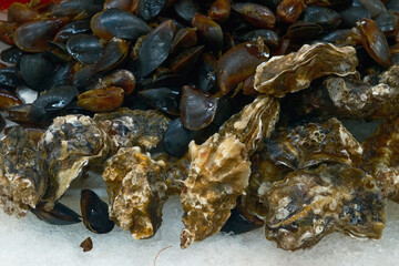 Fresh Mussels seafood on Ice Stand at Market. Close Up