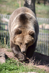 Braunbär