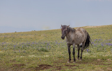 Beautiful Wild Horse in the Pryor Mountains Montana in Summer