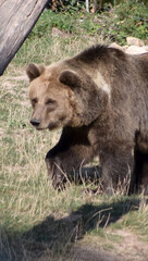 Braunbär