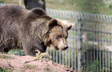 Braunbär