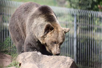 Braunbär