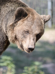 Braunbär